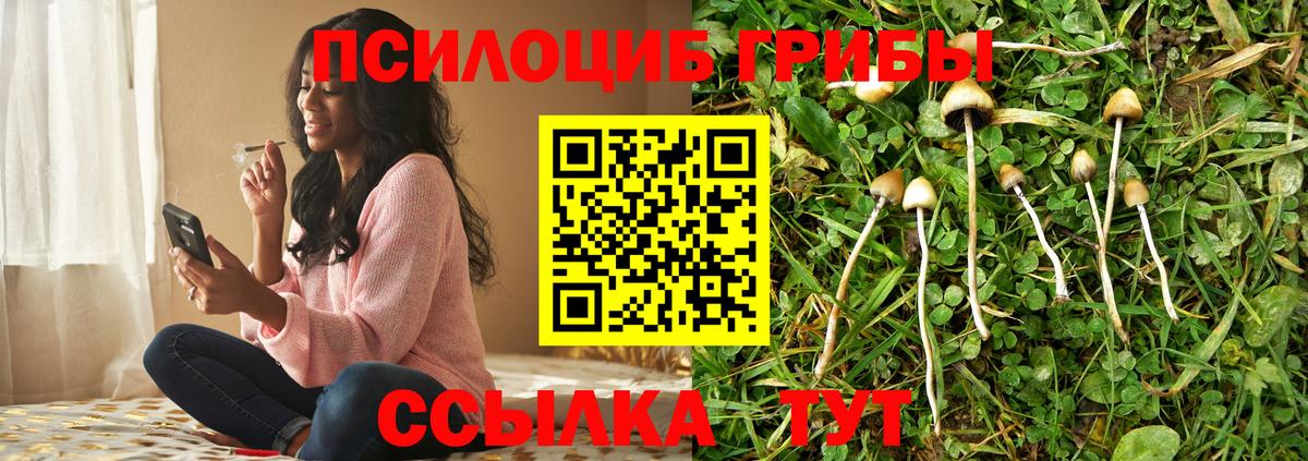 Псилоцибиновые грибы Psilocybe Клин